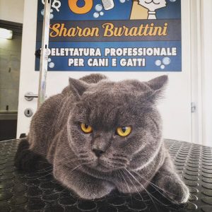 gatto certosino