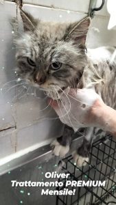 400509005_1295179281201880_4192328423062686263_n