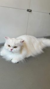 449210313_343255688647822_2739203446312213143_n