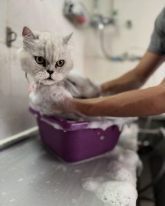 453737323_18095265394449909_4875184545835693224_n